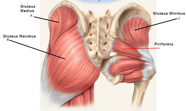 gluteals and-piriformis2